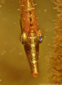 Slender Filefish (Monacanthus tuckeri) by Brad Ryon 